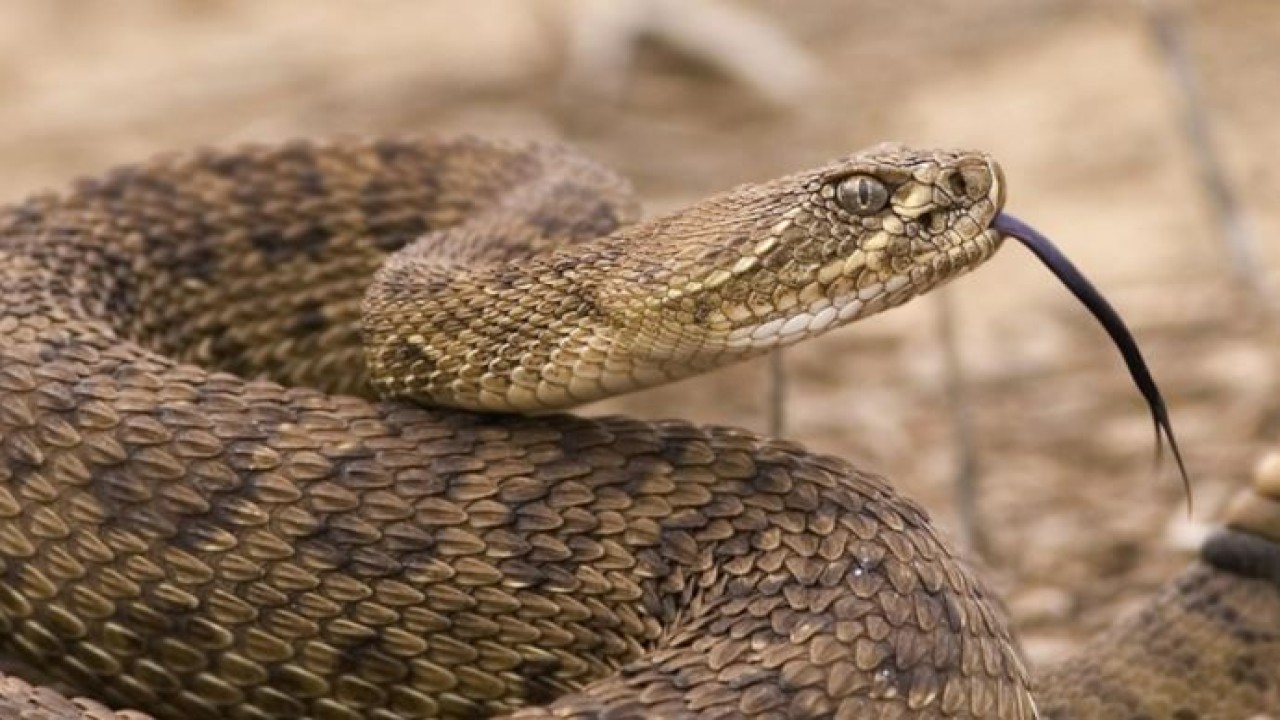 Ilustrasi ular berbisa. (Istimewa)
