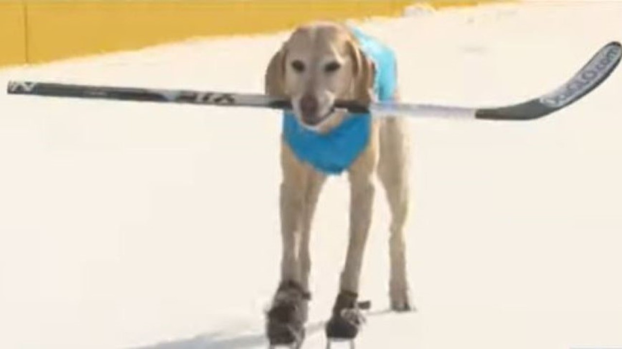 Anjing jenis labrador berseluncur di atas es. (UPI)