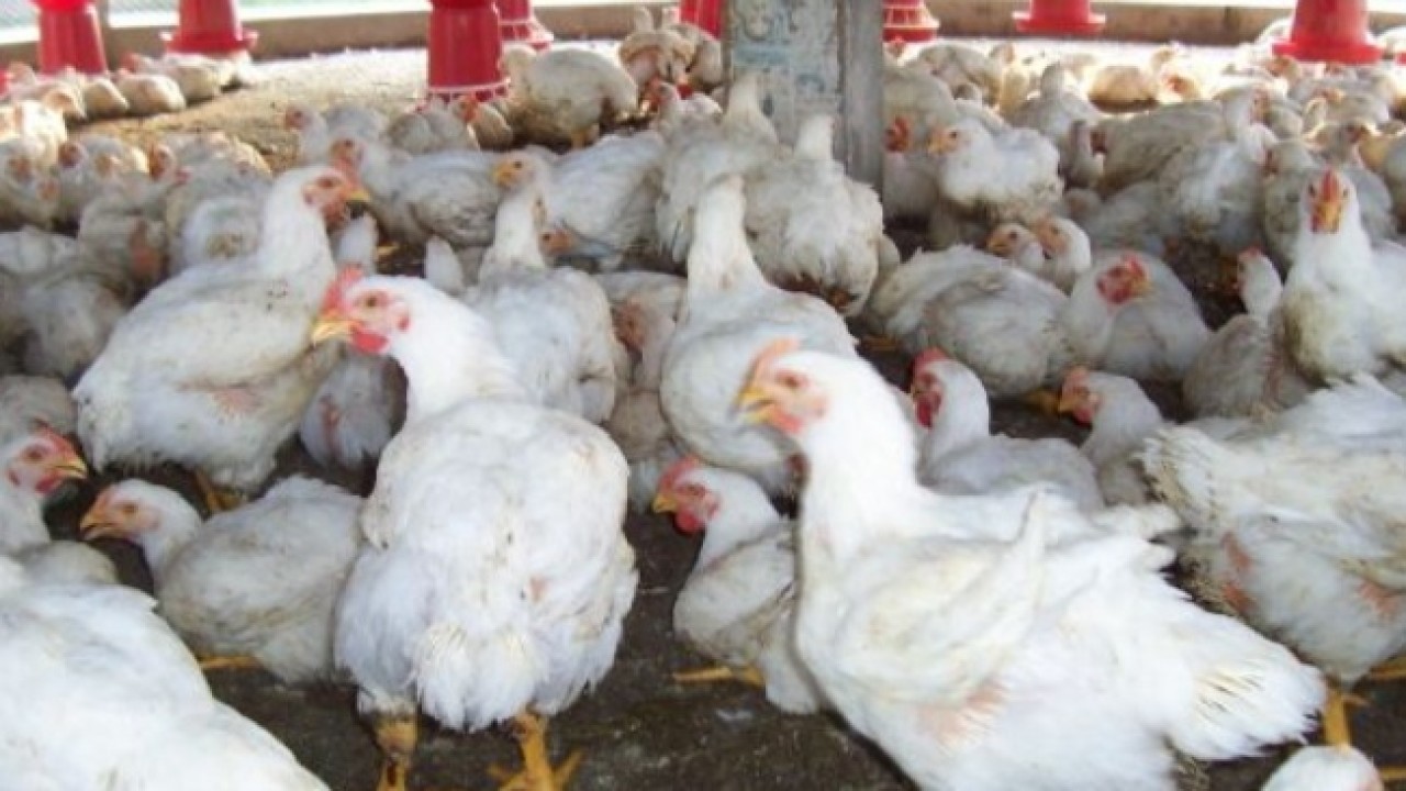 Ayam Dewasa Siap Jual. Foto (istimewa)