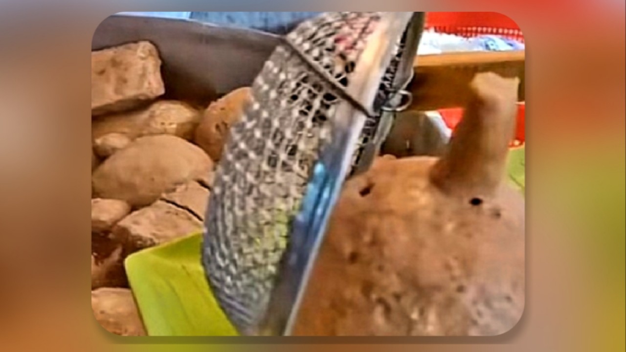 Bakso mirip payudara viral di TikTok. (net)