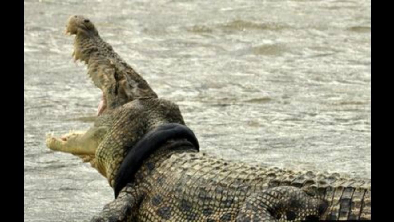 Buaya berkalung ban. (Net)