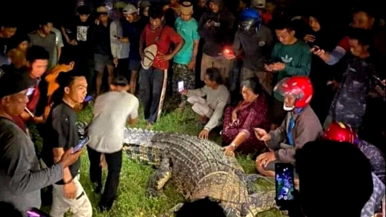 Buaya berkalung ban di Palu berhasil diselamatkan/ist