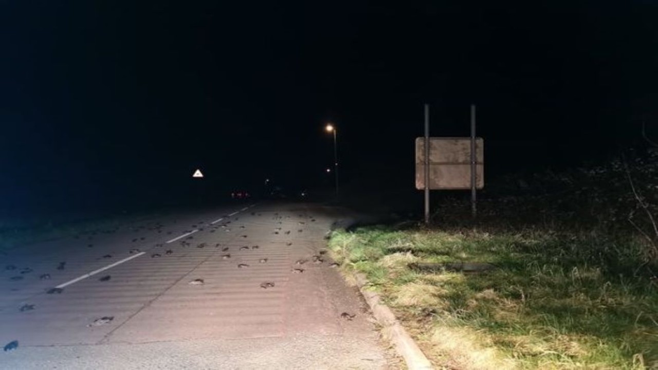 Ratusan burung mati mendadak berserakan di jalan raya. (Mirror)