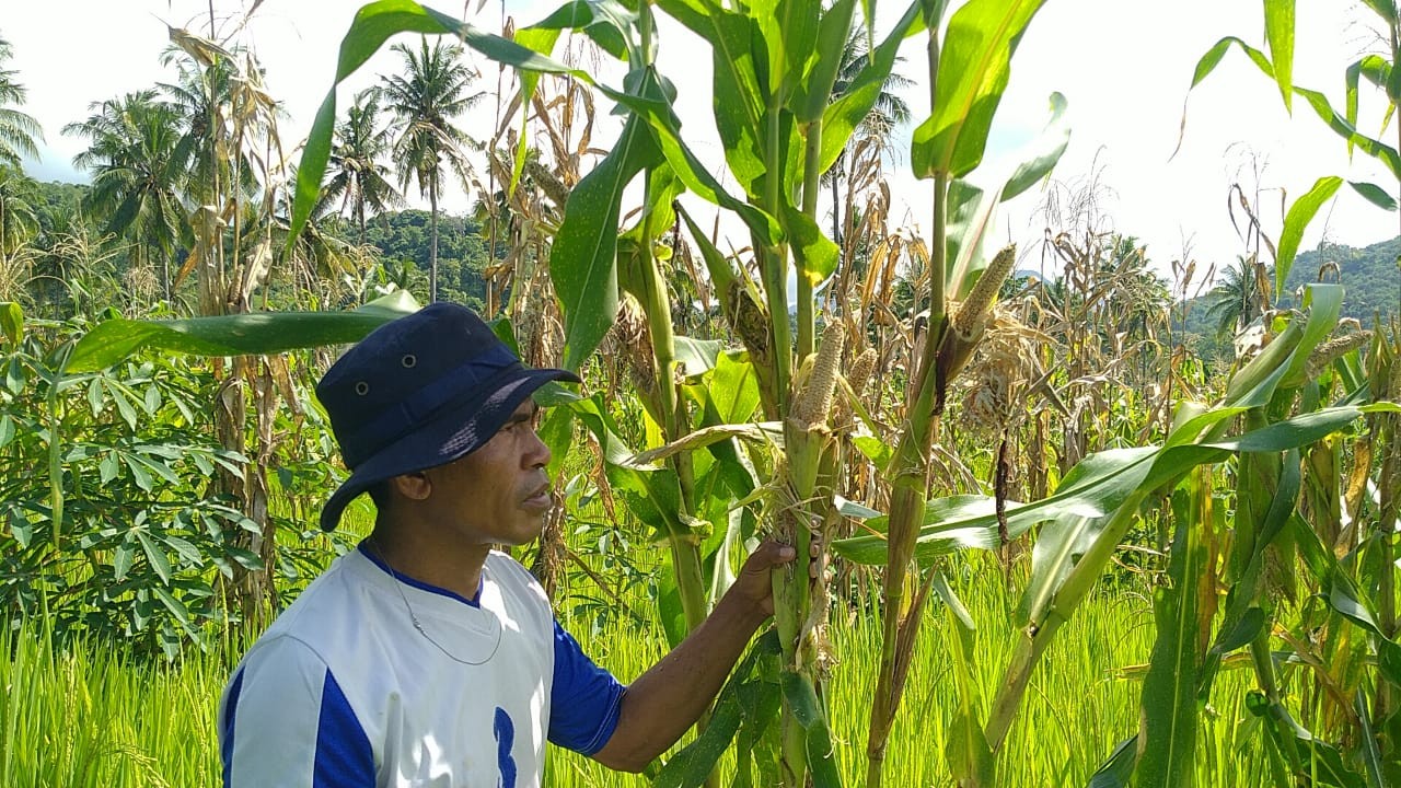 Salah seorang petani di Kabupaten Sikka sedang menunjukan jagung di kebun miliknya yang diserang hama tikus. Foto (Istimewa)