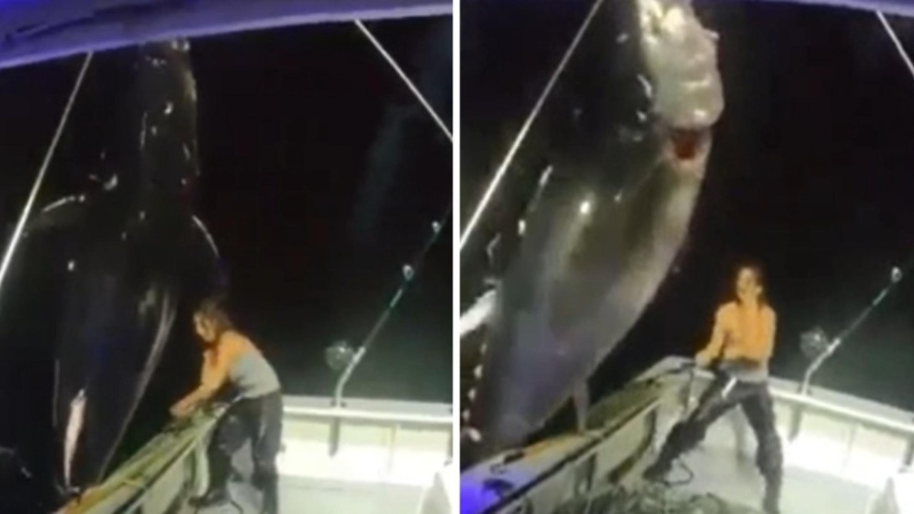 Michelle Bancewicz Cicale berhasil menangkap seekor ikan tuna sirip biru seberat 450 kilogram ke atas kapalnya sendirian. (India Times)