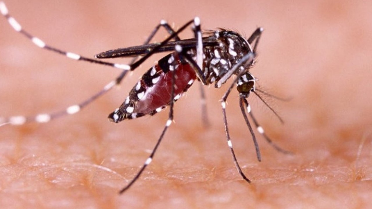 Ilustrasi Nyamuk penyebab Demam Berdarah. (net)