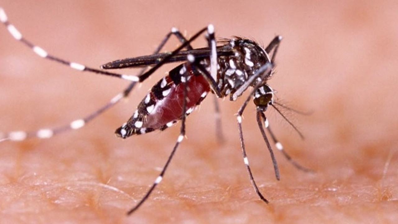 Ilustrasi, nyamuk penyebab demam berdarah (net)
