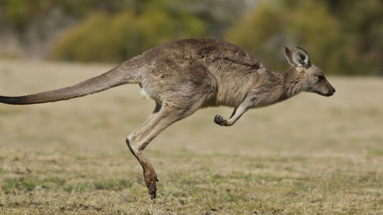 Ilustrasi Kanguru. (Istimewa)
