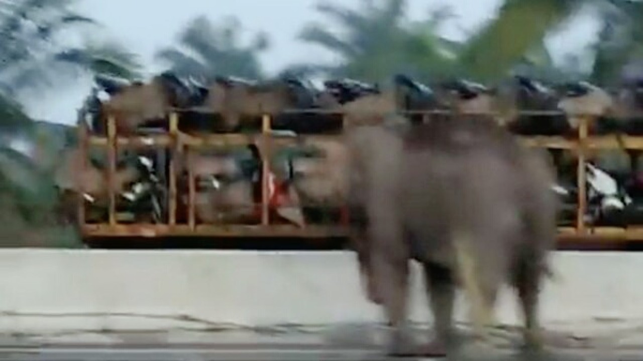 Penampakan gajah masuk jalan tol. (Net)