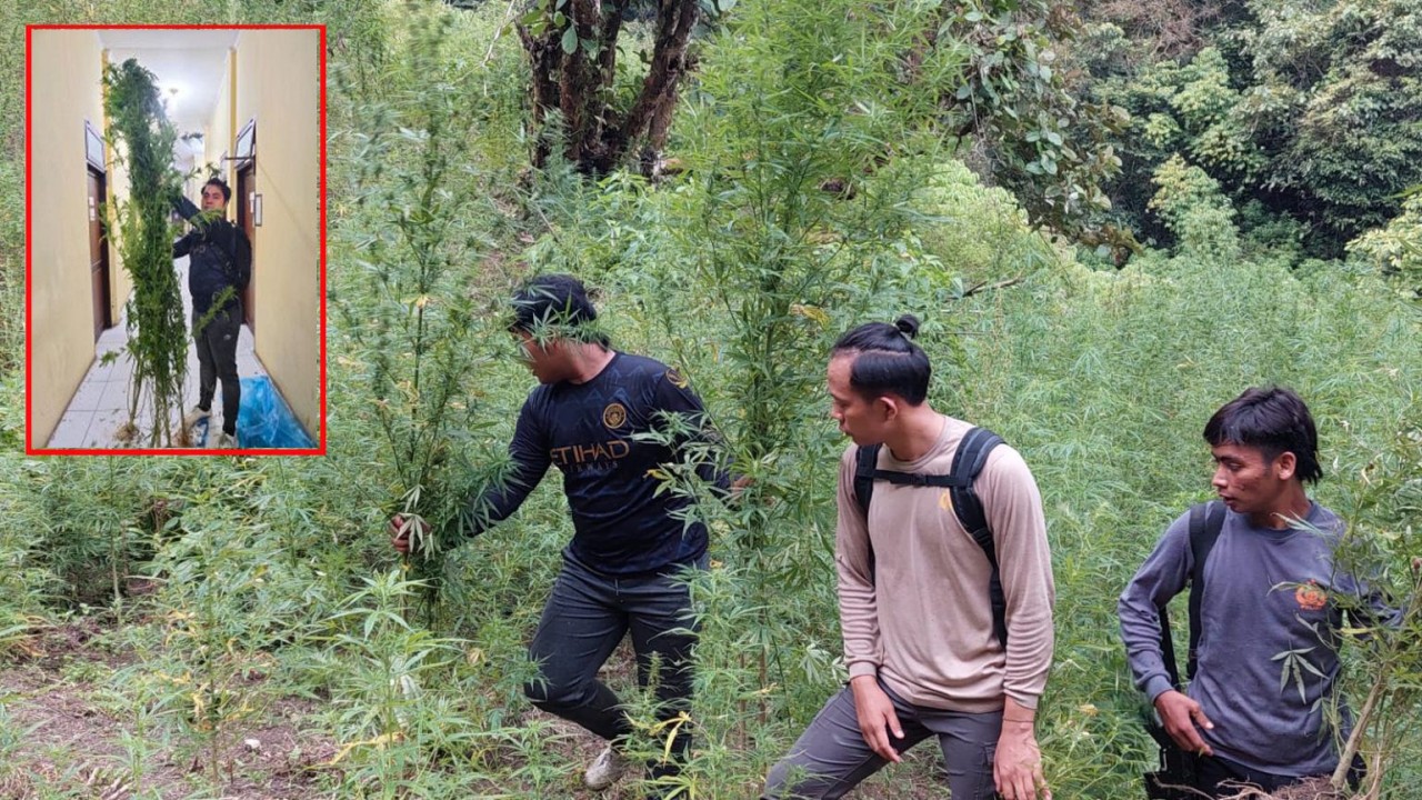 Polisi temukan ladang ganja 2 hekter di Sumut/ist