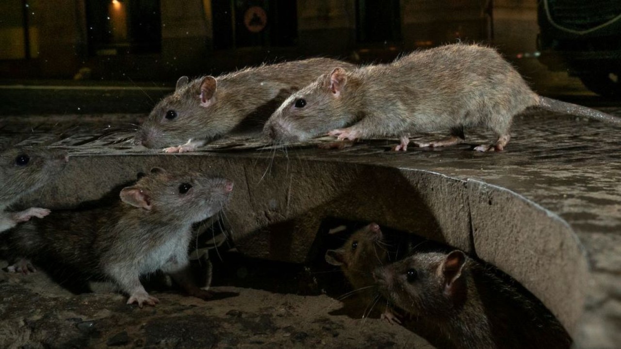 Ilustrasi tikus di New York mungkin telah membantu menciptakan fragmen virus misterius itu mengerikan. (Sky News)
