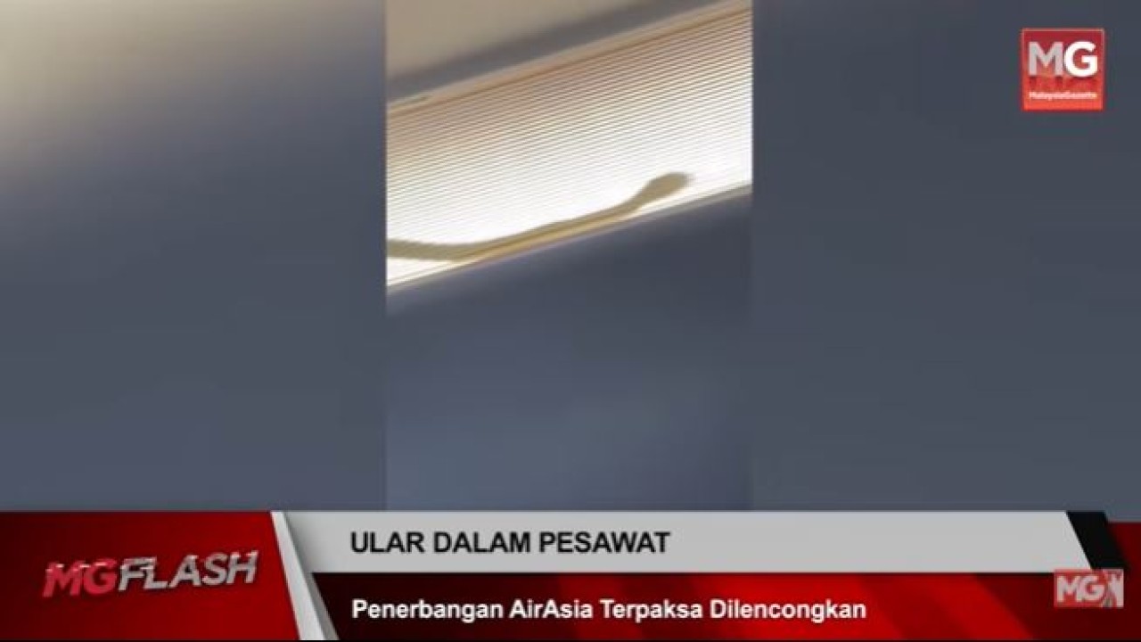 Penumpang di dalam pesawat melihat seekor ular yang berkeliaran. (Tangkapan layar via UPI)