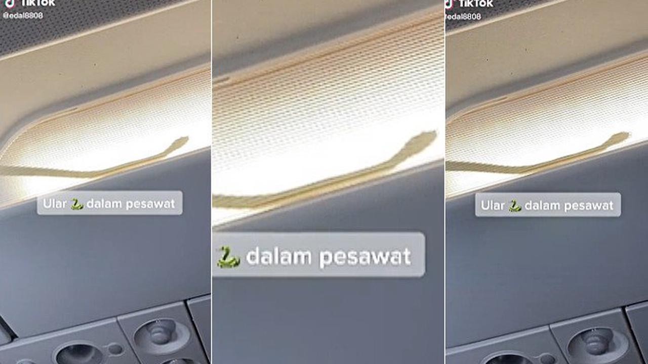 Ular di kabin pesawat AirAsia/ist