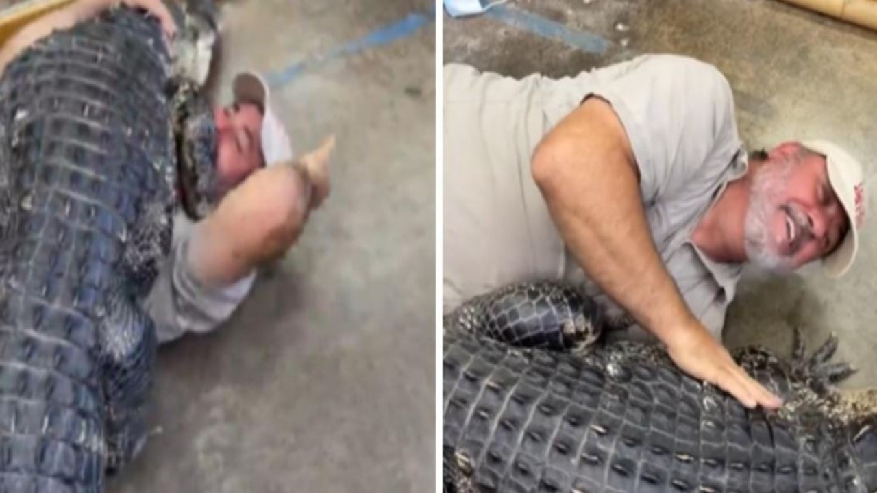 Jay Brewer sedang bercengkrama dengan buaya. (Tangkapan layar/India Times)
