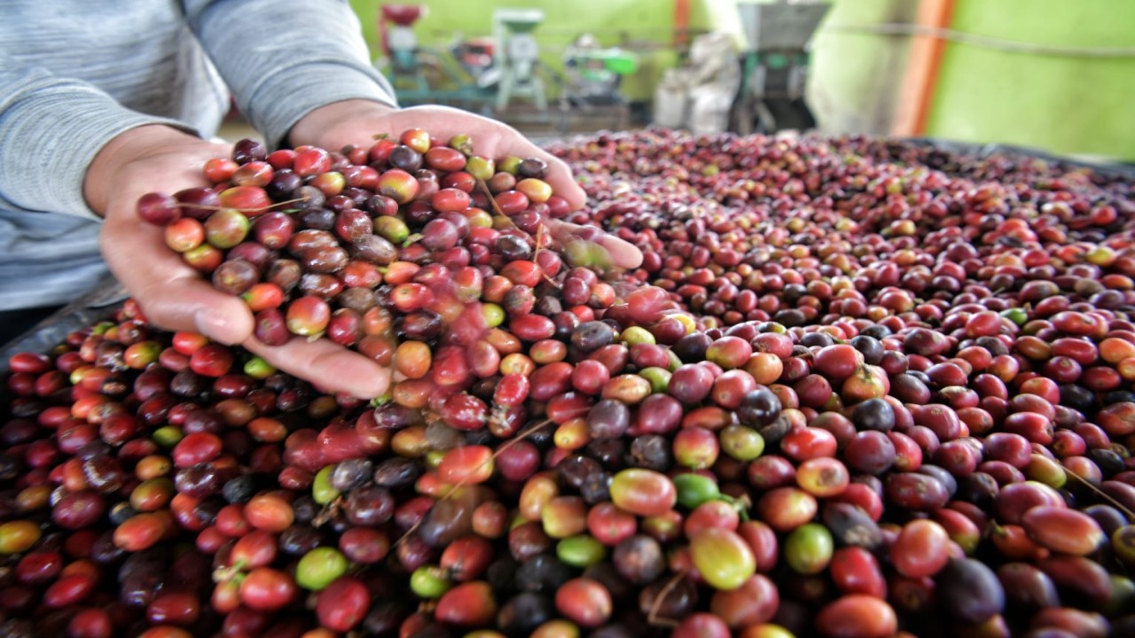 Kopi dari Jawa Barat. foto: Pemprov Jabar