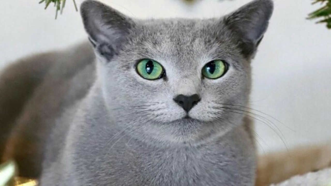 Kucing asal Rusia. (Net)