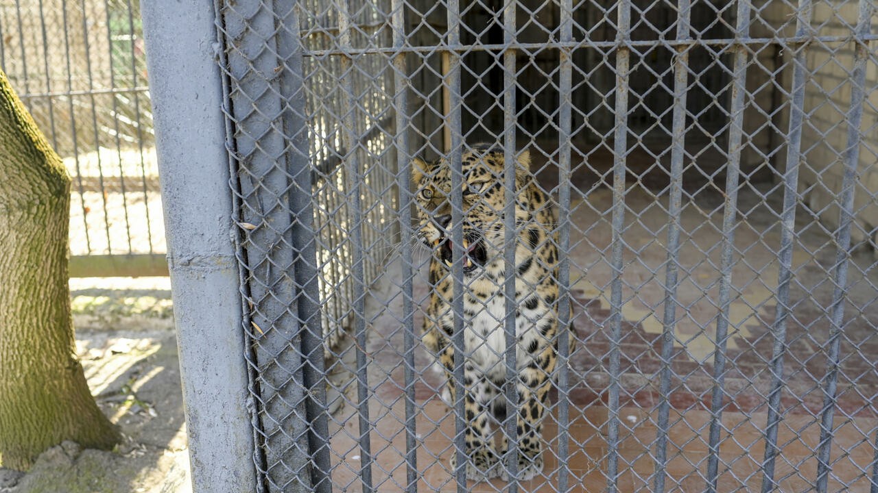 Macan tutul di kebun binatang Ukraina panik  mendengar baku tembak tentara Ukraina lawan tentara Rusia/ist