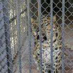 Macan tutul di kebun binatang Ukraina panik  mendengar baku tembak tentara Ukraina lawan tentara Rusia-1648111720