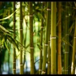 Tumbuhan Bambu-1646541877