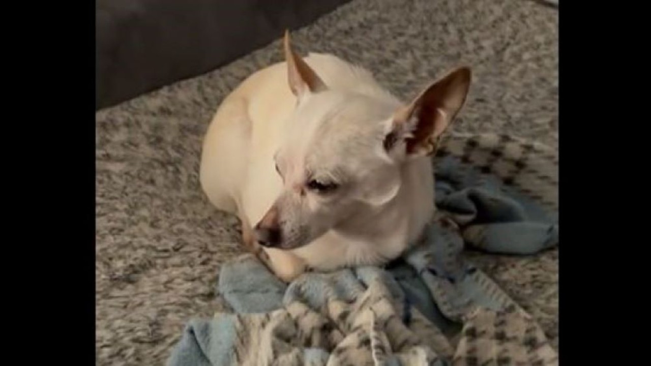 Anjing chihuahua biasanya hidup hingga mencapai 12-18 tahun. (Tangkapan layar/UPI)