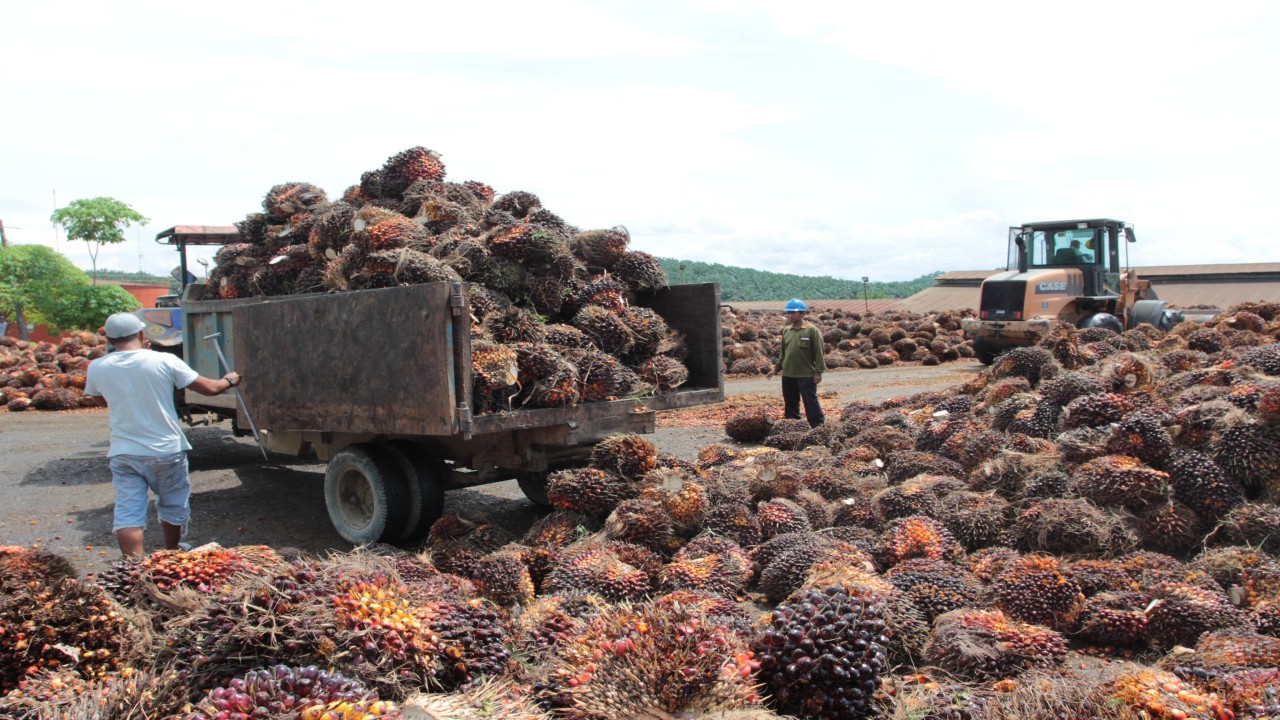 Buah sawit diangkut ke pelabuhan untuk diekspor/ist