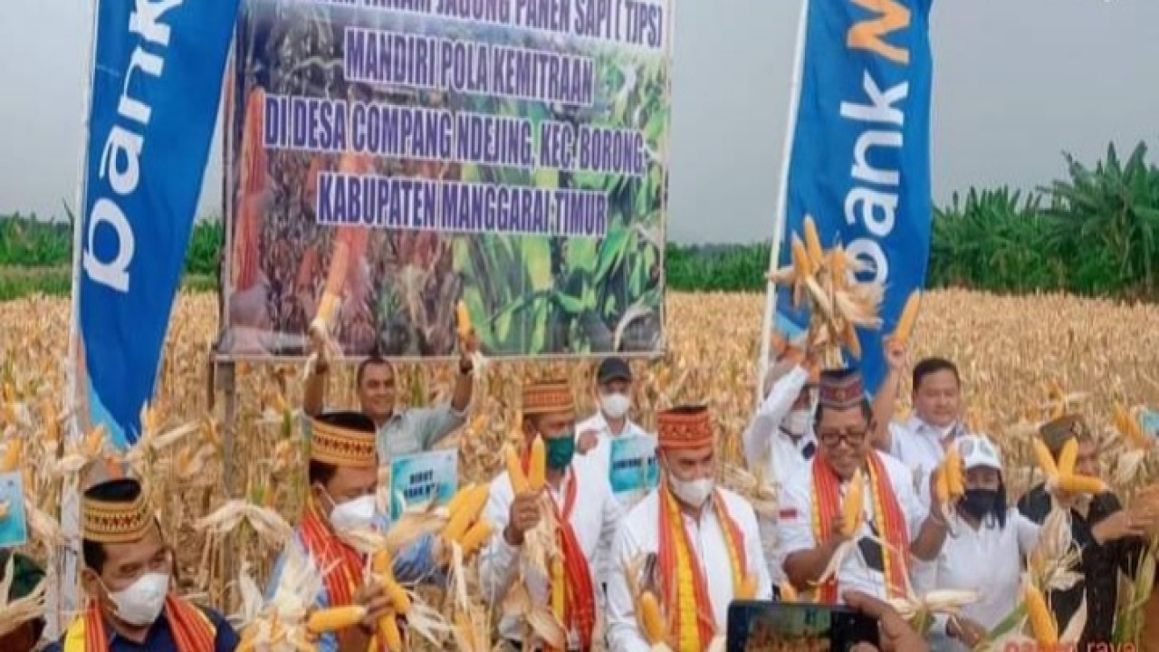 Gubernur NTT, Viktor Bungtilu Laiskodat bersama Bupati Manggarai Timur, Andreas Agas melaksanakan kegiatan panen jagung di desa Compang Ndejing, Kabupaten Manggarai Timur pada Sabtu (16/4/2022). Foto (istimewa)