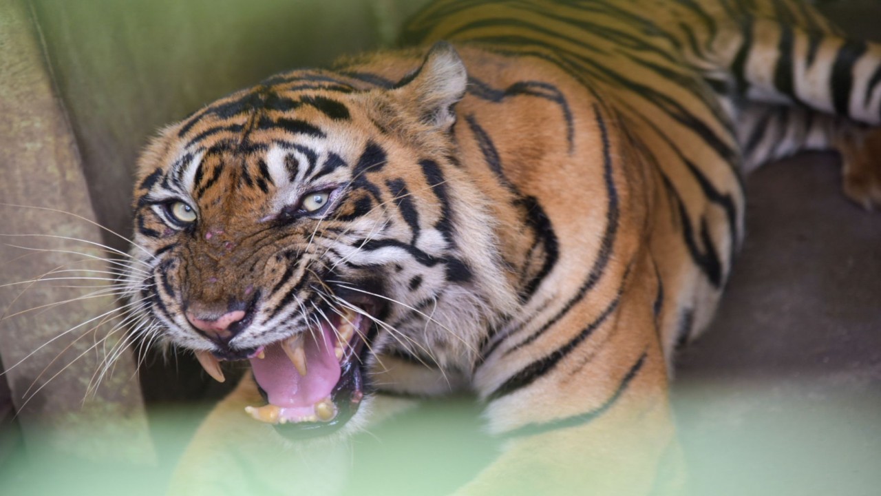 Harimau Sumatra/ist