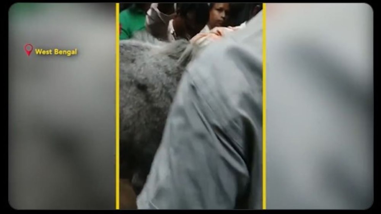 Seekor kuda naik kereta api komuter di India. (Tangkapan layar/Twitter @IndiaToday)