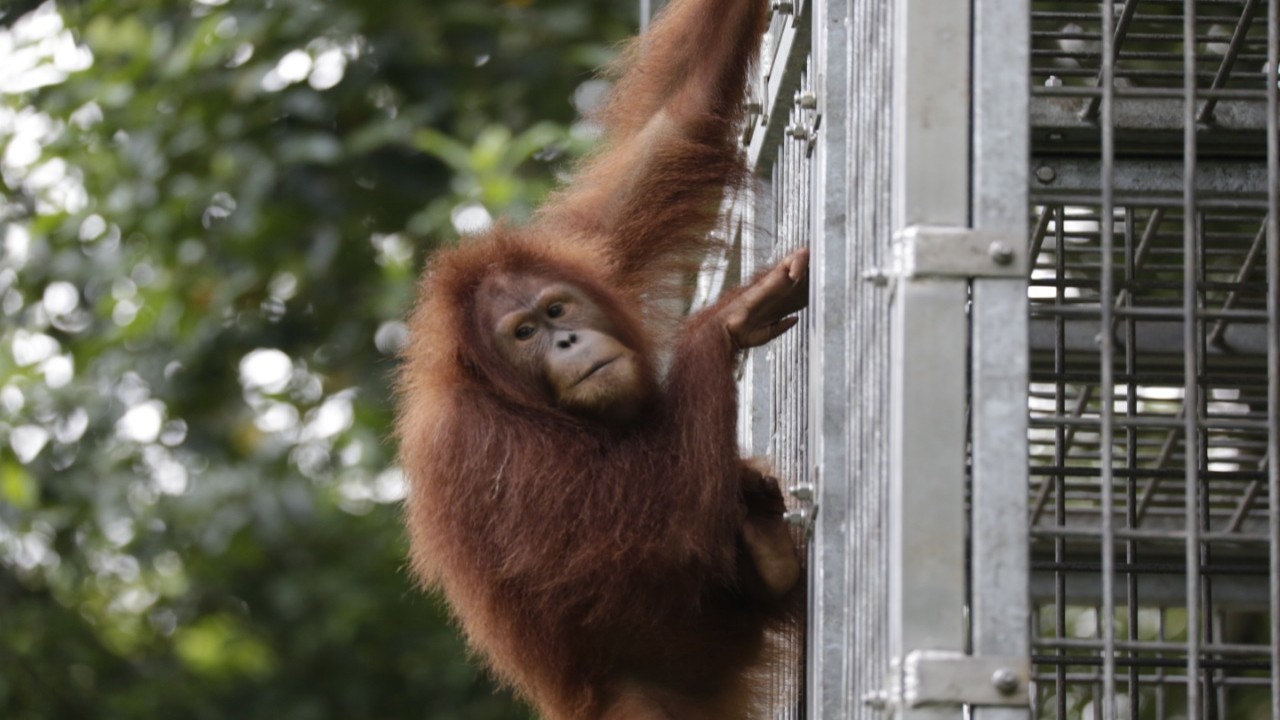 Orangutan Sumatera/ist