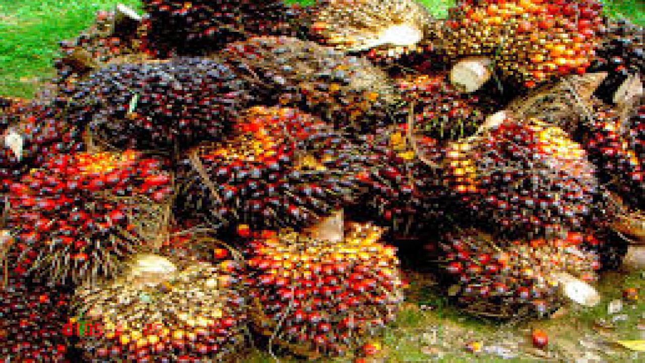 Buah kelapa sawit/ist
