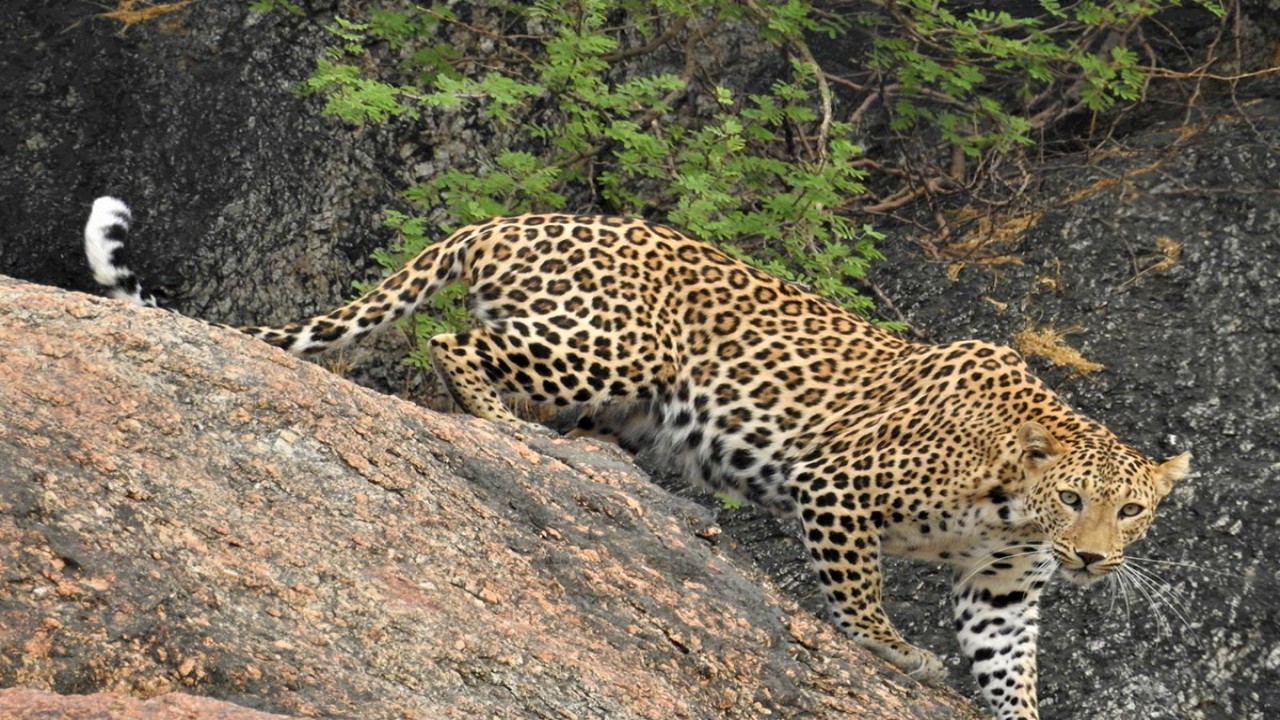 Macan tutul hidup berdampingan dengan manusia di kota Bera, India/ist