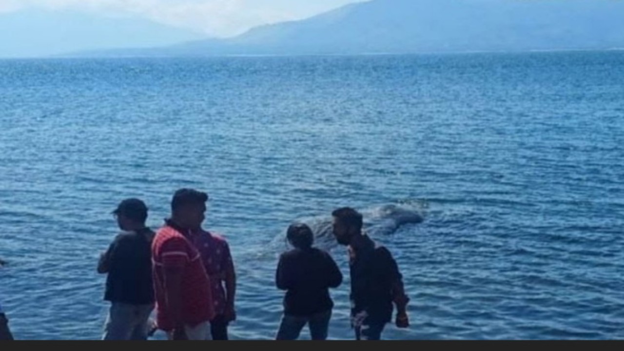 Ikan Paus Sperma ditemukan mati terdampar di Flores Timur, NTT. Foto (Istimewa)