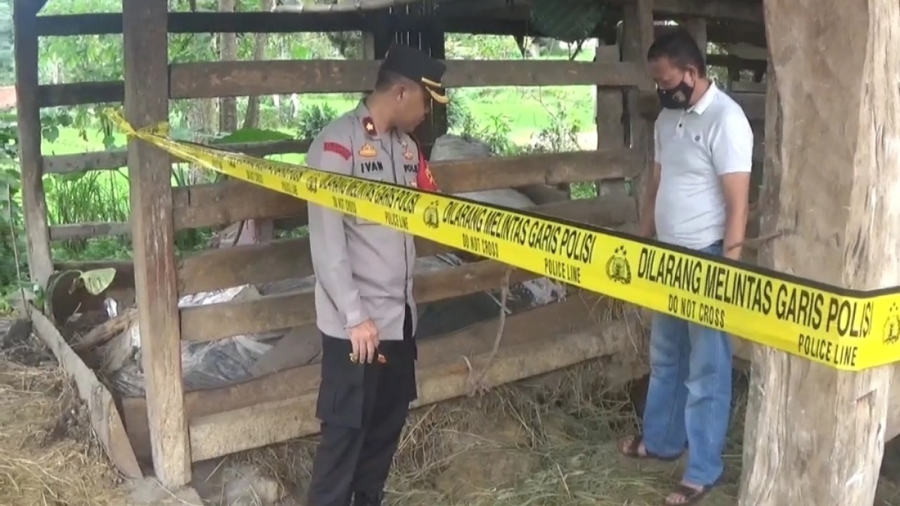 Polisi lakukan olah TKP pencurian kerbau di Arjasari Bandung. Foto: Saifal Ode