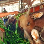 Peternak sedang memberikan pakan pada hewan sapi peliharaannya-1653488224