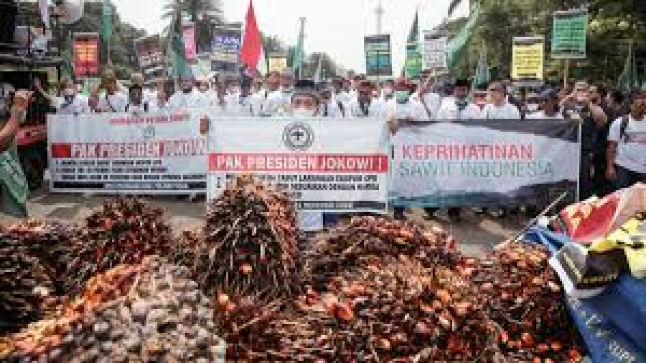 Ilustrasi demo petani sawit memprotes kebijakan pemerintah/ist