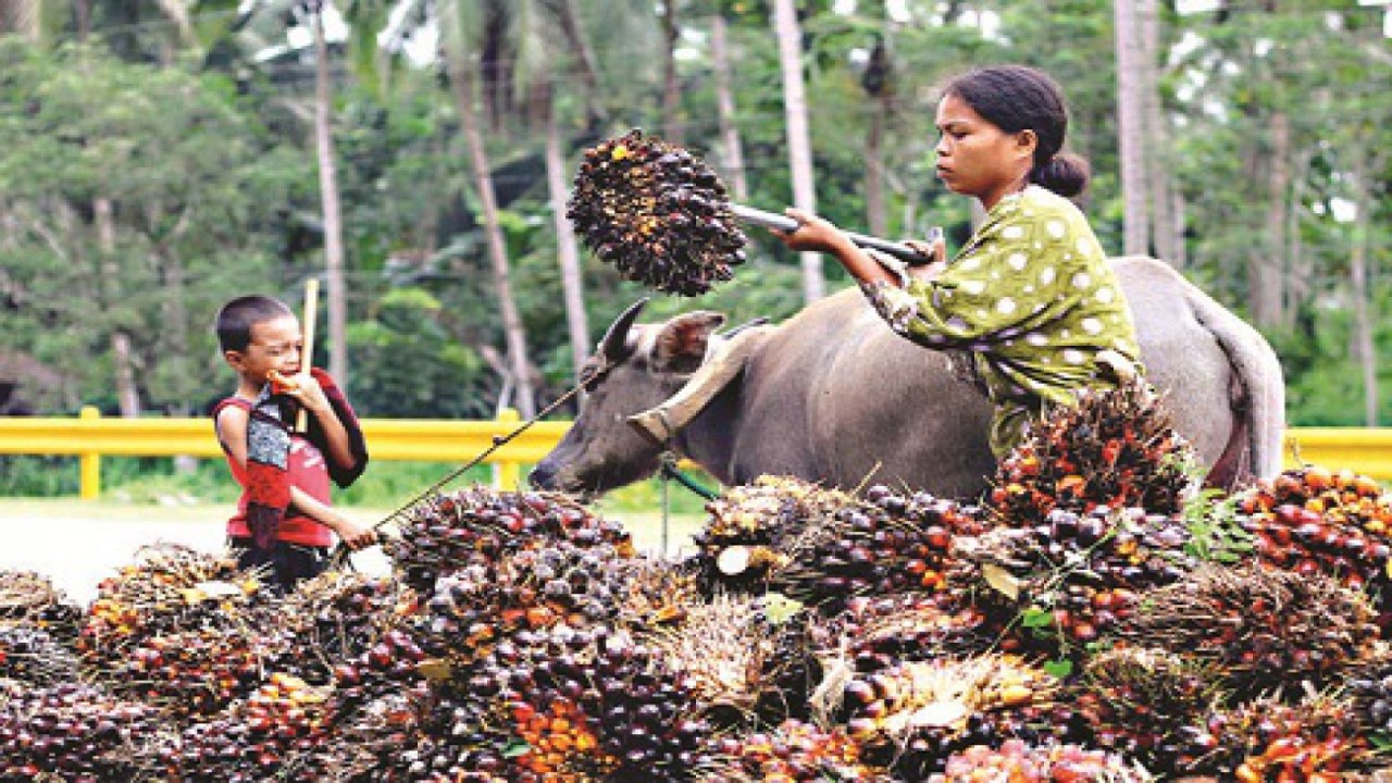 Ilustrasi petani membiarkan sawitnya membusuk/ist