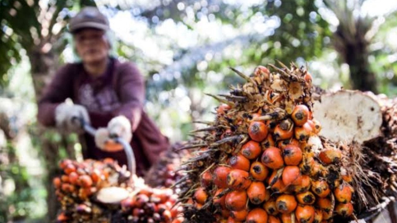 Harga TBS terus mengalami penurunan setiap harinya sekitar Rp100 per kilo/net