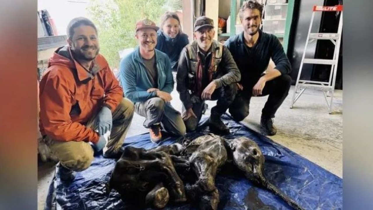 Penemuan langka dan besar yakni mumi bayi mammoth yang diperkirakan berusia lebih dari 30.000 tahun. (twitter.com/@waterSHEDlab)
