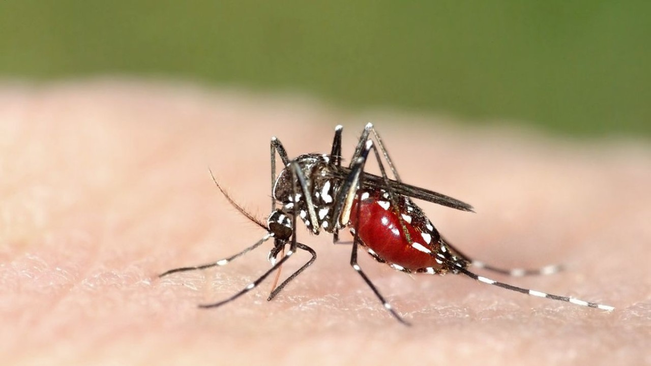 Nyamuk aedes aegypti penyebab penyakit DBD/ist