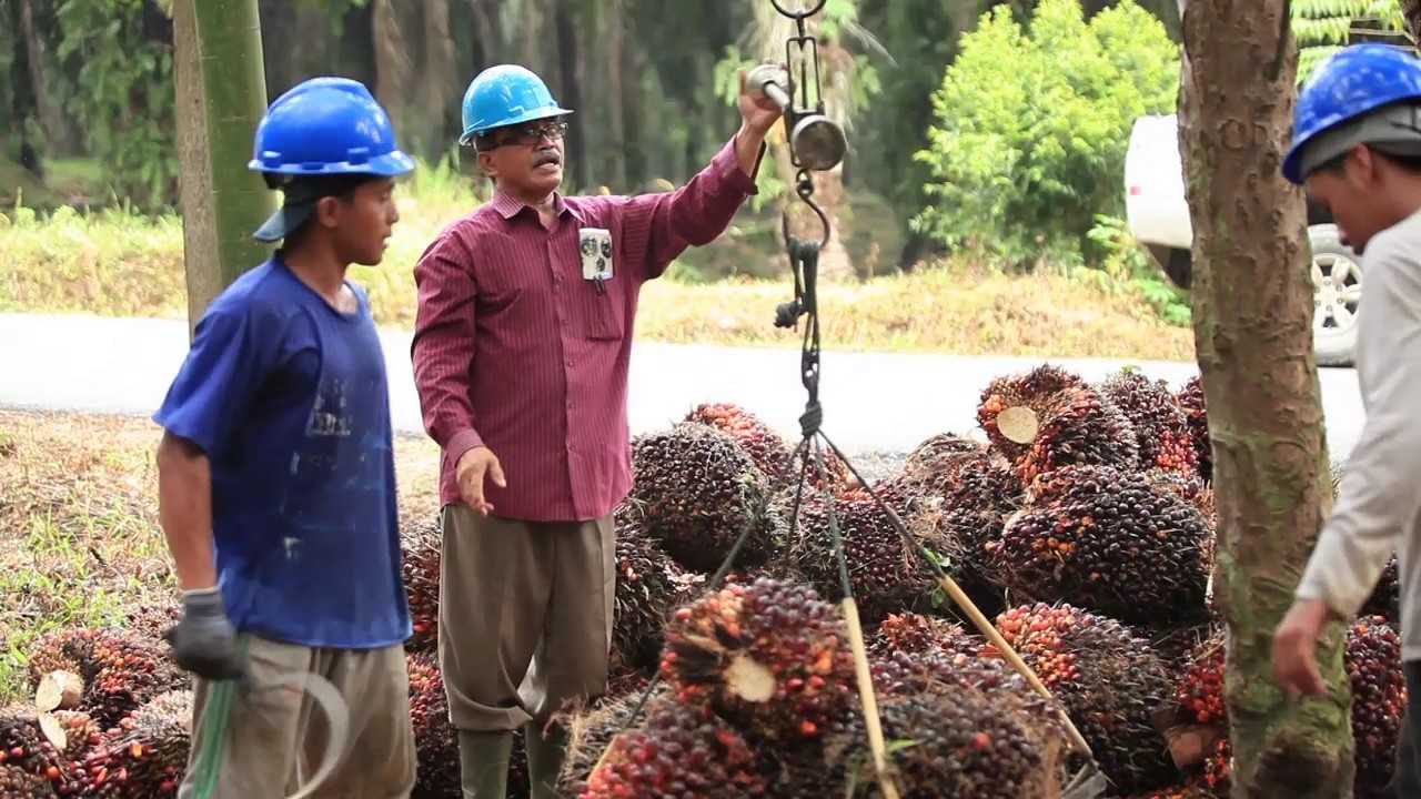 Petani sedang menimbang buah kelapa sawit/ist