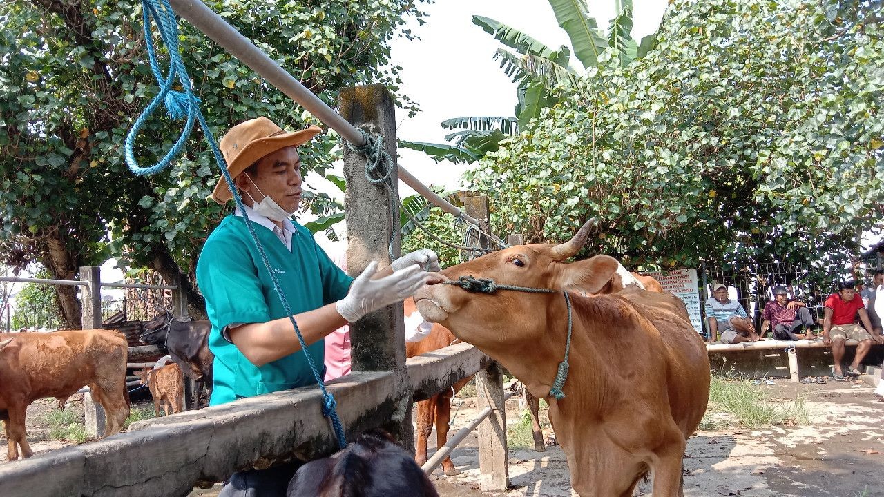 Petugas sedang memeriksa sapi yang diduga tertular PMK/ist