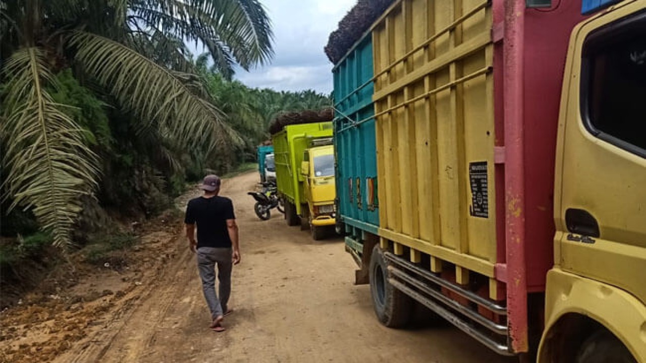 Truk yang mengangkut TBS sawit harus entre berhari-hari di depan pabrik/ist