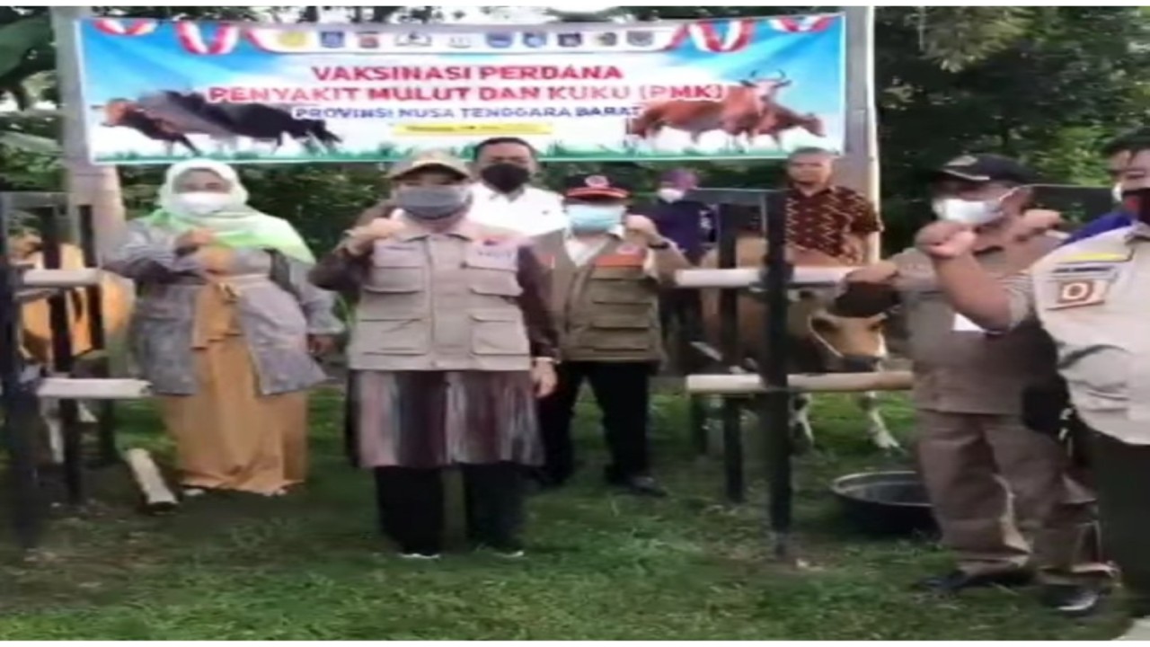 Wakil Gubernur NTB, Sitti Rohmi Djalilah saat kegiatan launching vaksinasi perdana PMK. Foto.(Ist.)