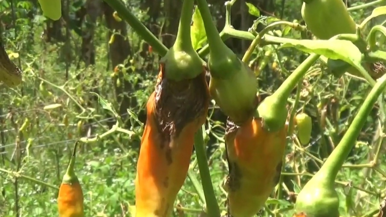 Cabai mengering sebelum waktu panen di Desa Sukanagara Bandung. Foto: Saifal Ode