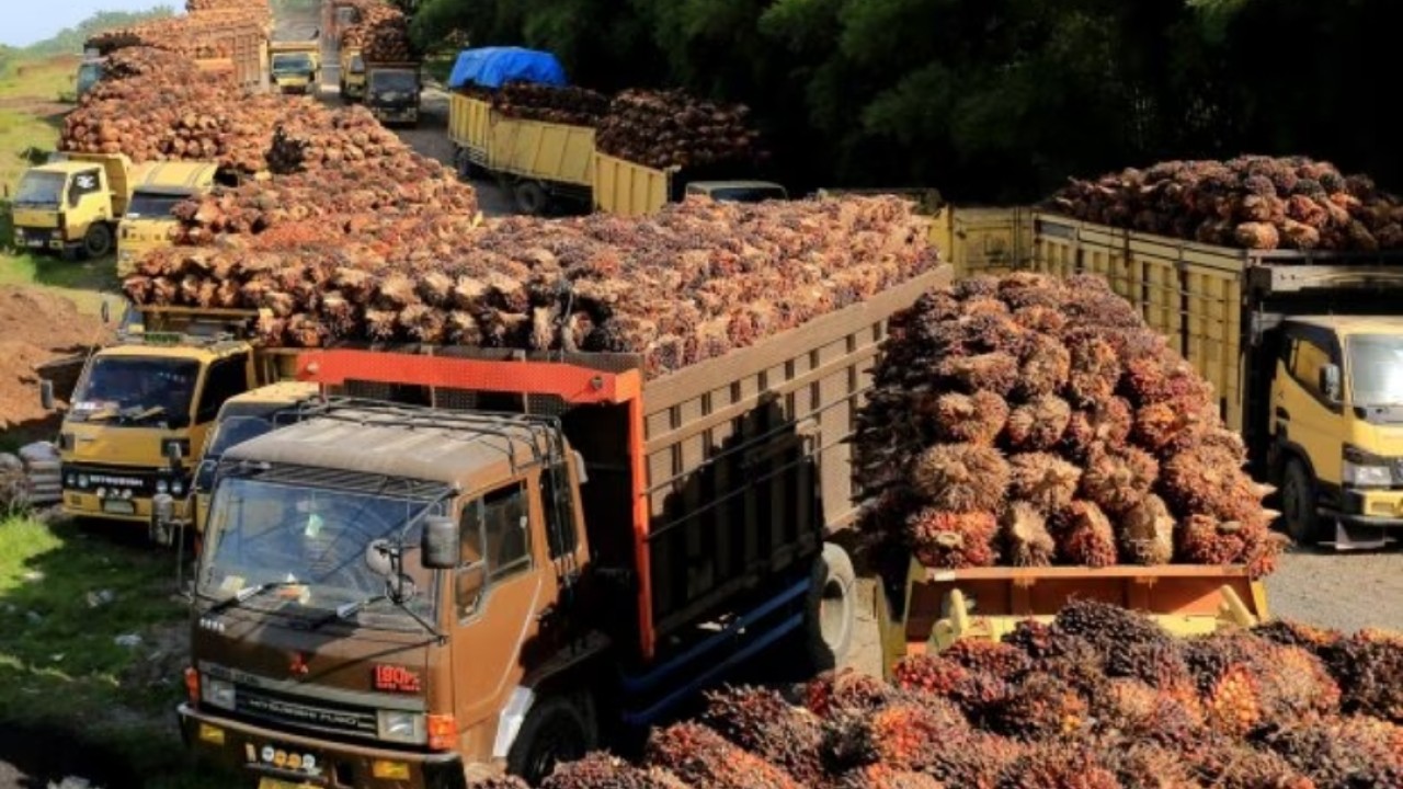 Sejumlah truk pengangkut Tanda Buah Segar (TBS) kelapa sawit mengantre untuk pembongkaran di salah satu pabrik minyak kelapa sawit/net
