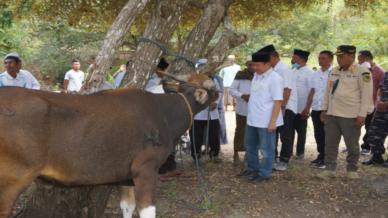 Wakil Bupati Manggarai Barat,Yulianus Weng saat menyerahkan hewan kurban kepada pengurus Masjid Nurul Taqwa Kampung Menjaga Desa Macang Tanggar, Minggu (10/7/2022). Foto (Istimewa)