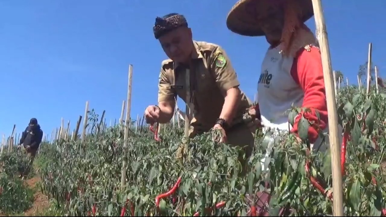 Kabid Sarpras Kab Bandung bersama petani panen cabai. Foto: Saifal Ode