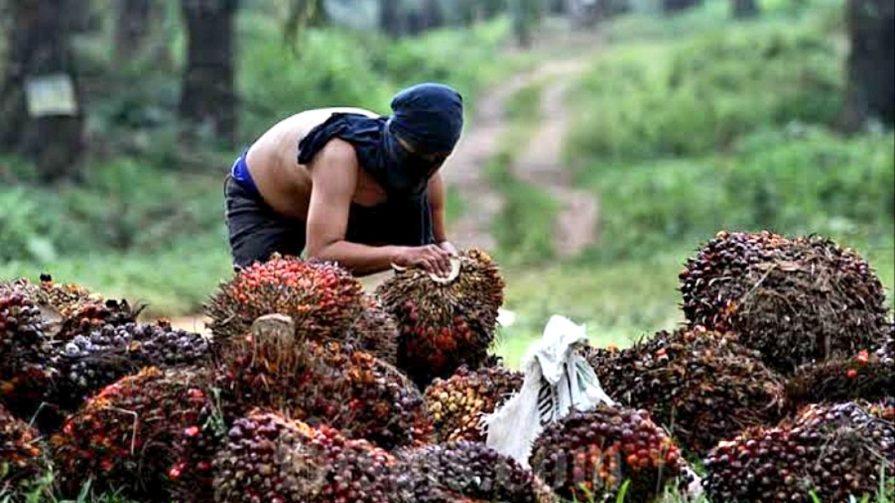 Petani di perbatasan Kalimantan Barat dan Kalimantan Utara menjual sawit mereka ke Malaysia karena harga TBS di Indonesia masih anjlok/net