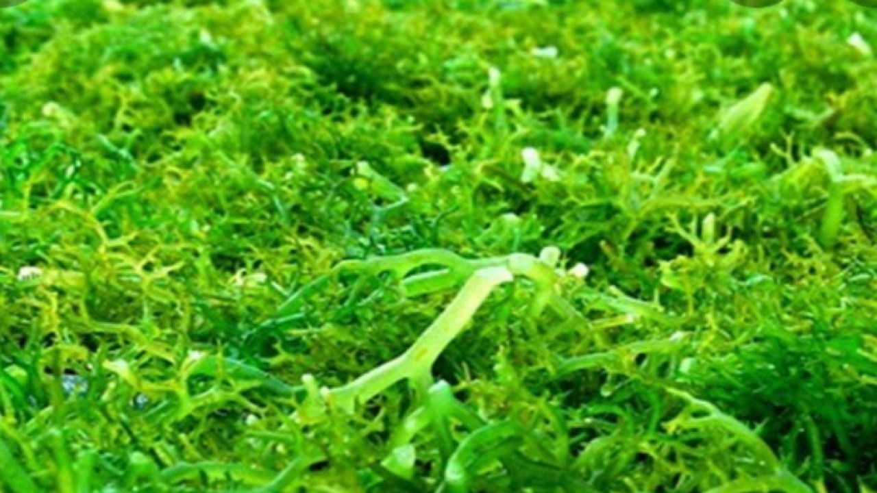 Perusahaan Swasta di NTT dilarang menjual rumput laut ke luar daerah. Foto (Istimewa)