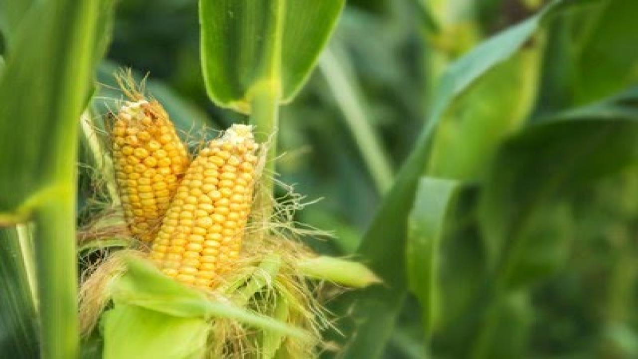 Tanaman Jagung. Foto (Istimewa)